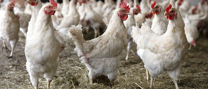 Klimaatbeheersing in de pluimveehouderij