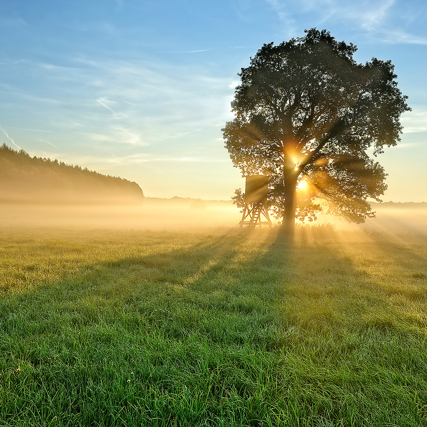 Mistige morgendauw