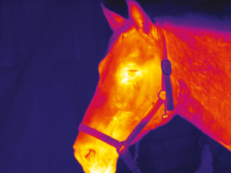 Thermografie in de diergeneeskunde: efficiënt en veelzijdig